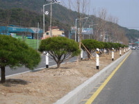 중앙분리대 나무 심었더니 “교통사고 절반 줄었다”