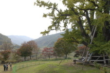 [길, 만인보]용계 할배 은행나무