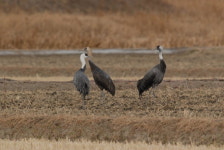순천만에 흑두루미가족  둥지 틀어