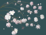 [이상범의 디카시]싸락눈의 겨울 본색