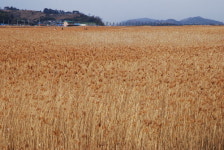 갈대, 바람 그리고 흔들리는 마음…무박2일 순천 시티투어