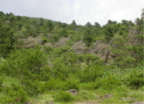 한라산 구상나무 숲이 사라진다