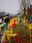 수원시 권선구, 17~19일 튤립축제 개최
