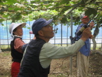 보성군, 참다래 인공수분 현장지도