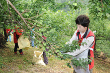 순천시 왕조1동 통장단, 매실농가 일손도와