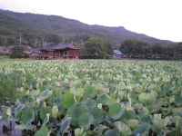 [조은의 길]서출지