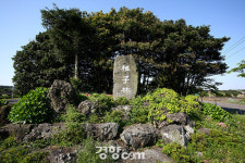 [길,숲,섬]울창한 삼나무 그늘 속으로, 제주시 비자림로