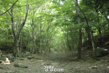 [길,숲,섬]하늘을 덮는 야생의 상록수림, 진도 첨찰산