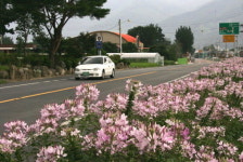 구례군 간전면 ′족두리 꽃 길′, 관광객 유혹