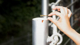 [길숲섬]치유의 숲, 잣향기 푸른교실 ‘가평 축령산 잣나무숲’