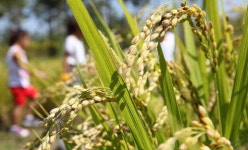 [포토뉴스]고개 숙이는 황금이삭