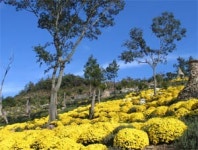 고흥군 신호마을 야산 3만㎥에 ‘국화 만발’