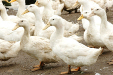 [유망브랜드 대상]온 가족의 건강을 생각한 건강식품! ‘엘림건강원’