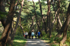 [길,숲,섬]하트의 아픔을 간직한 송림, 아산 봉곡사 소나무 숲