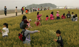 구례군, 우리밀 명품화사업 본격 추진