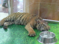 노원구 ‘호랑이 전시’ 동물학대 논란