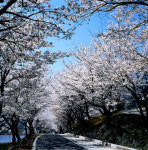 [길,숲,섬]화사한 봄날 ‘혼례길’ 꽃비를 맞다, 하동 쌍계사 십리벚꽃길