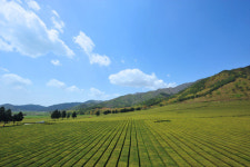 [소읍기행]새벽 안개속 반짝이는 녹색의 차밭, 보성 도강마을