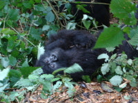[세계의 창]‘멸종위기’ 산악고릴라, 보호구역서 평온 되찾다