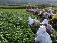 여수돌산 갓 ′늦동이′, 품종보호권 획득