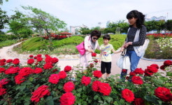 여수시 공무원이 조성한 장미동산 ‘꽃 활짝’