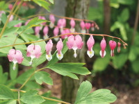 [책속의 풍경]도도한 금낭화, 맑은 종소리 울릴 듯 말 듯…