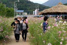 곡성군 석곡면서 ‘코스모스 음악회’