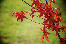 [한국의 캠핑장]가을 섬이 차리는 캠핑 별미, 춘천 중도 오토캠핑장
