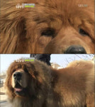 몸값 28억? 中국견 ‘장오’의 럭셔리한 생활