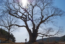 오래된 나무와 절터가 숨쉬는 강원도 원주