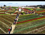 ‘꽃섬’ 임자도 튤립 600만 송이 ‘꽃잔치’