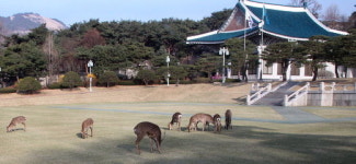 [포토뉴스]꽃사슴들 청와대 산책