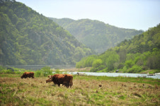 [한국의 캠핑장]하늘·산·바람이 잠긴 물길에서, 영동 송호국민관광지 야영장
