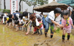 [경향포토] 다문화가정의 손 모내기 체험