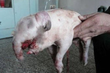 “코끼리야 돼지야”…中서 독특한 생김새의 돼지 태어나