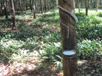 나만 모르던 재테크 노하우, 해외 고무농장 투자