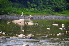 [한국의 캠핑장]아홉 가지 보물을 숨긴 계곡, 괴산 화양동야영장