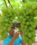 [포토뉴스]청포도의 계절