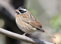 수컷 철새 ‘신혼집’ 구하려 먼저 이동