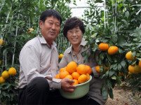 제주 특산물 한라봉, 충주에서도 생산