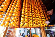 [포토뉴스]곶감 익어가는 계절