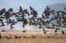 4대강 공사 탓 흑두루미 이동 경로 변경