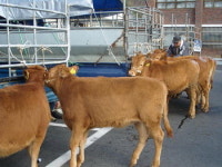 한우 없는 한우마을 주민에 희망 선물