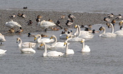 [포토뉴스]순천만 찾은 큰고니