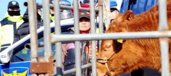 [경향포토]경찰에 막힌 한우와 농민