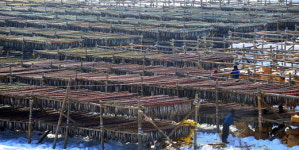 [포토뉴스]제철 맞은 황태덕장