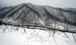 [경향포토]진부령 설경