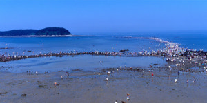 충남 보령 무창포 신비의 바닷길 열렸다