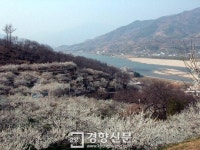 섬진강 물길 따라 ‘백설의 꽃이불’