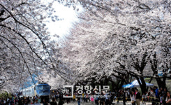 [경향포토]진해 경화역 벚꽃길
